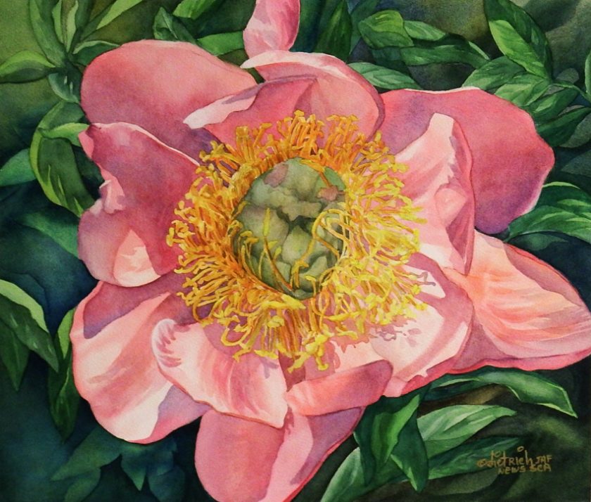 dans le coeur dune pivoine lorraine dietrich