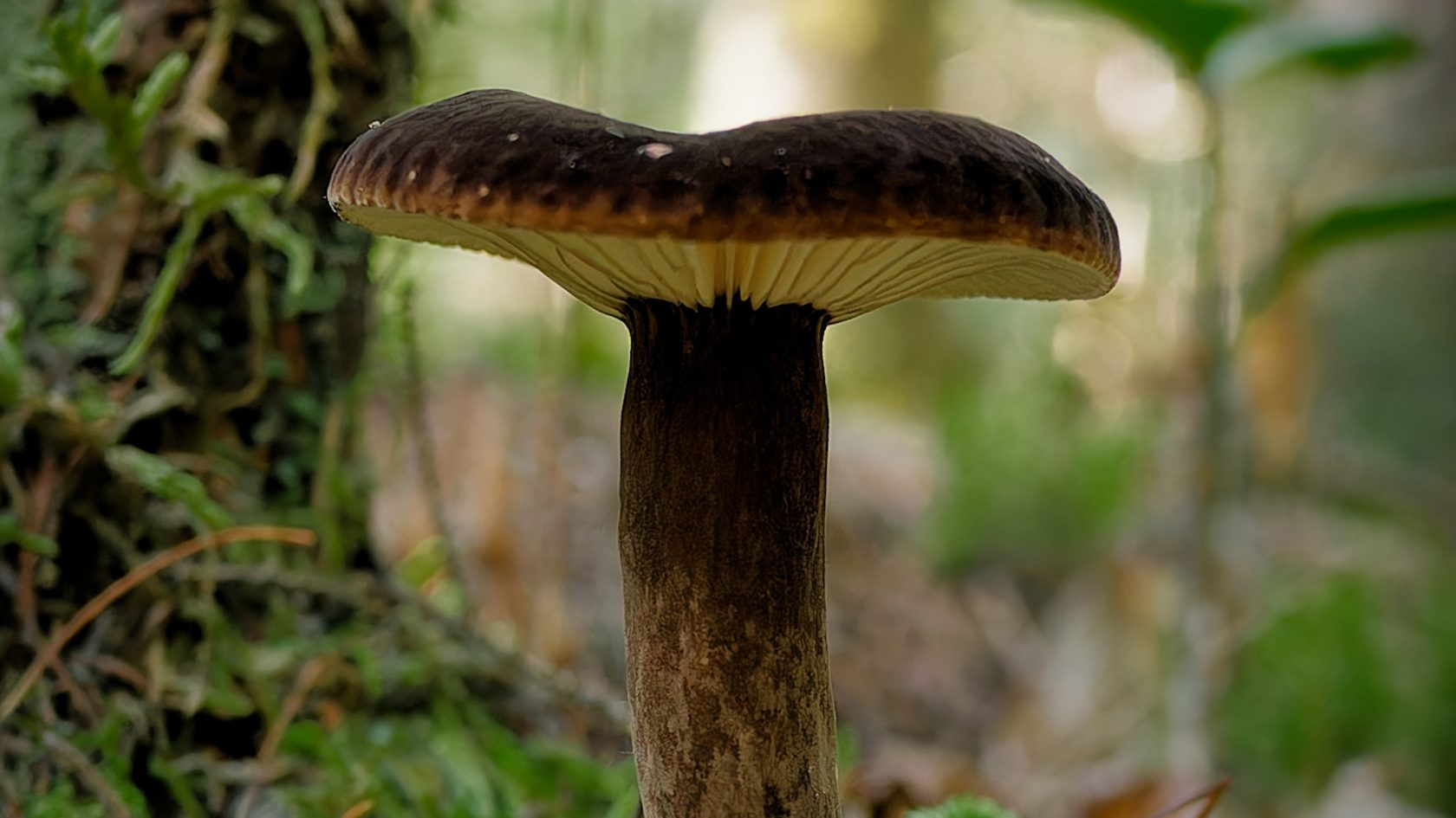 forestible danny janvier en tete scaled